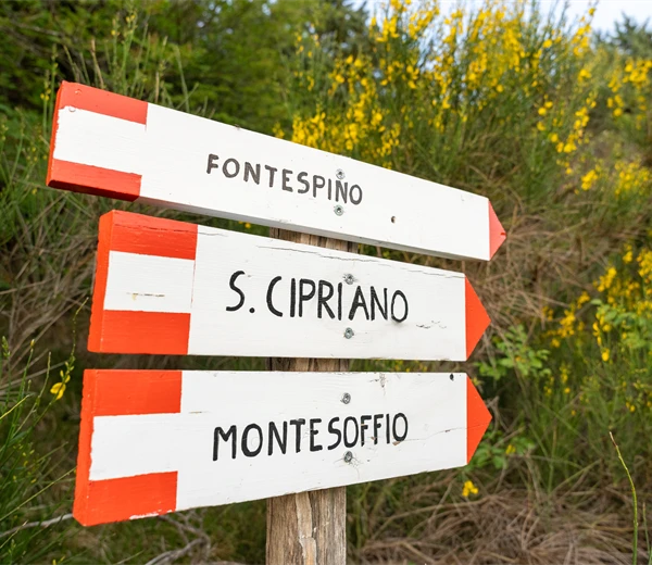 Passeggiata rigenerante nel bosco